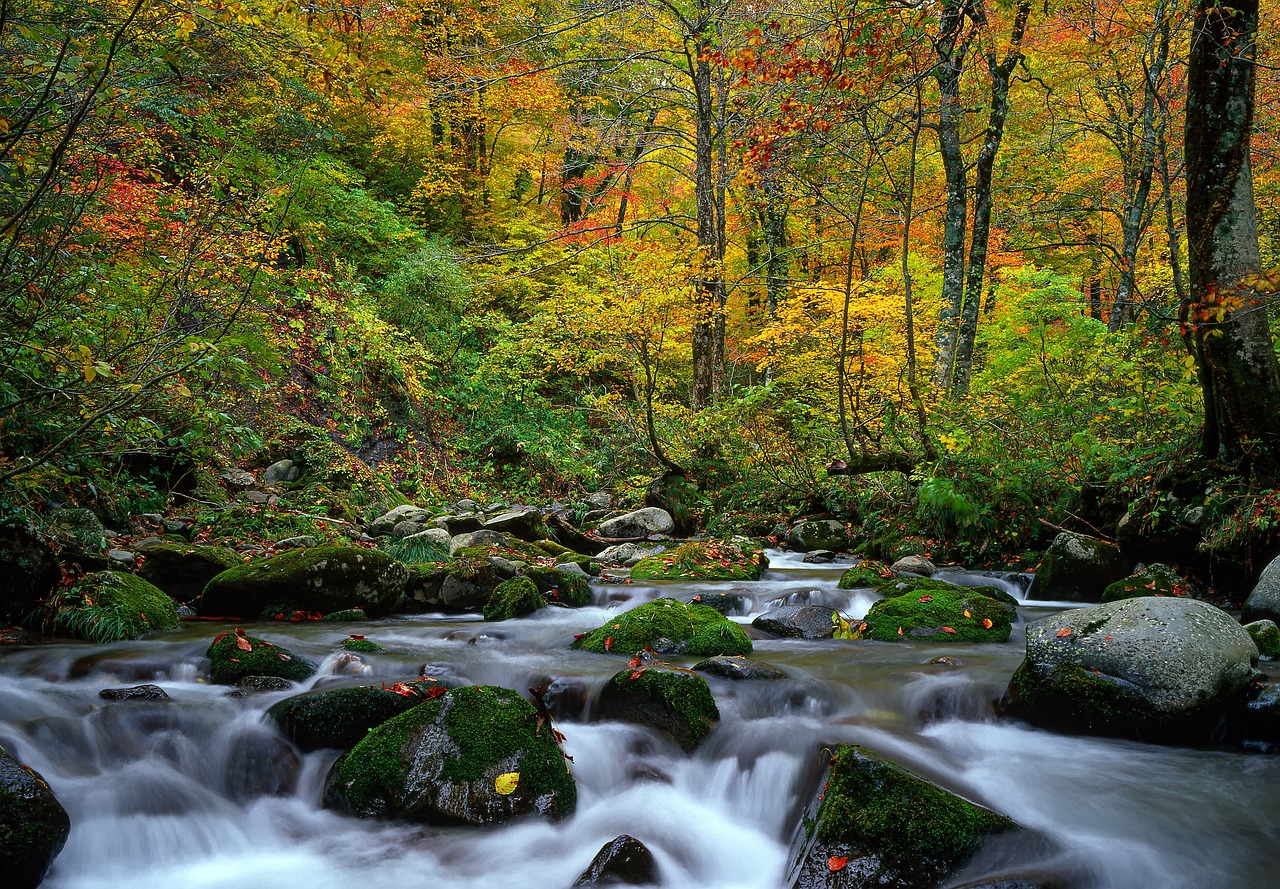 landscape, mountain stream, autumnal leaves